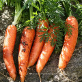 2021 Promotional Export Natural New Harvest Hot Selling Good Chinese Fresh Carrot